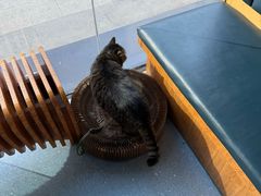 -伟伟宠物医院·瑞派猫友好医院·猫科(光谷店)