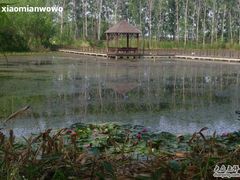 -微山湖红荷湿地景区