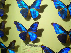 android_upload_pic-上海大自然野生昆虫馆
