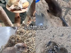 -海合安武汉极地海洋公园