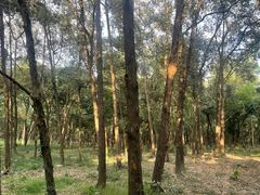 -南宁良凤江国家森林公园