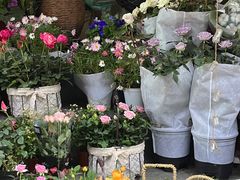 -循礼门鲜花花市(武汉循礼门店)