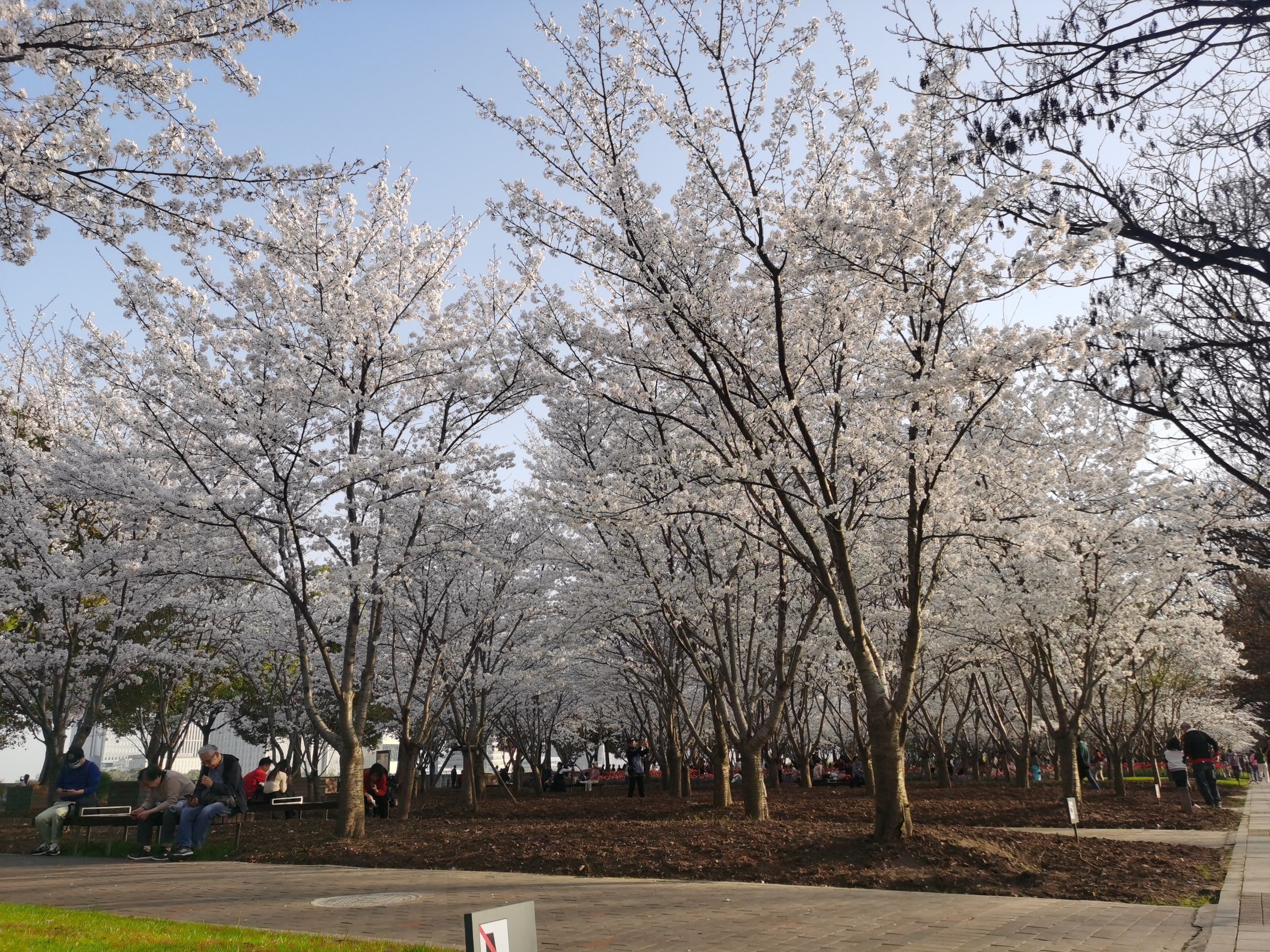 黄浦滨江的樱花,真漂亮,下面是成片的郁金香.