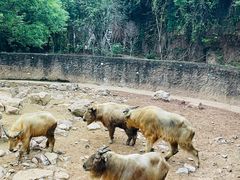 -杭州野生动物世界