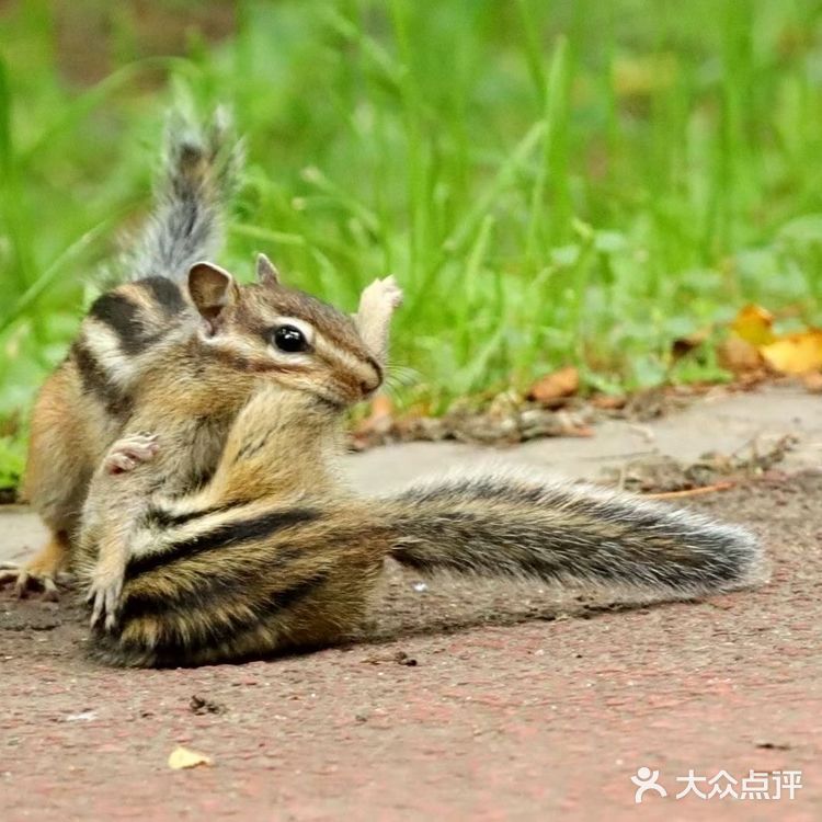 昭陵｜花栗鼠母子的故事