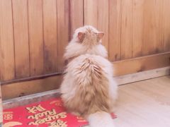 -小时光咖啡馆(开森度假森林店)