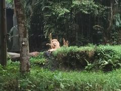 -夜间野生动物园