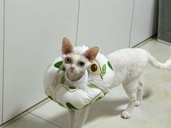 -美联众合动物医院·24h转诊中心