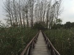 -微山湖红荷湿地景区