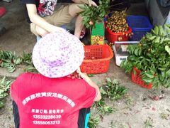 -从化深英荔枝黄皮龙眼采摘园