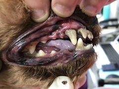 -宠福鑫康馨动物医院·骨科·眼科