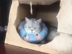 -灵美宠物诊所