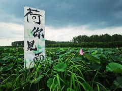 -渌洋湖湿地公园