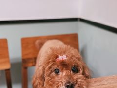-知亘茶食