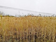 -扁都口生态休闲旅游区