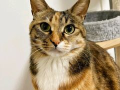 -艾贝尔宠物医院·24H转诊中心·肿瘤猫专科(江宁双龙店)