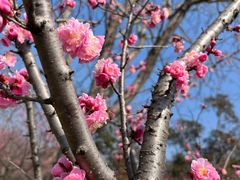 -梅花山(明孝陵内)