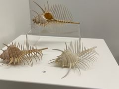 -贝壳王国博物馆