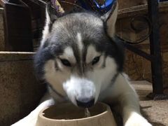 -more than meow吴止猫主题餐厅(承德 中船汇店)