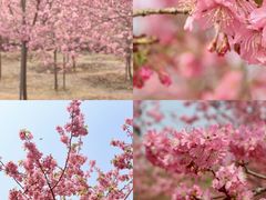 -天适樱花悠乐园