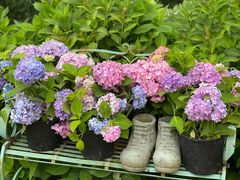 -上海共青森林公园