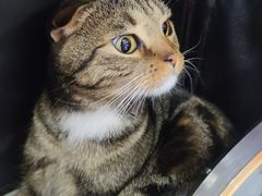 -宠颐生宠物医院·心肾内科·猫专科诊疗中心宠巢店