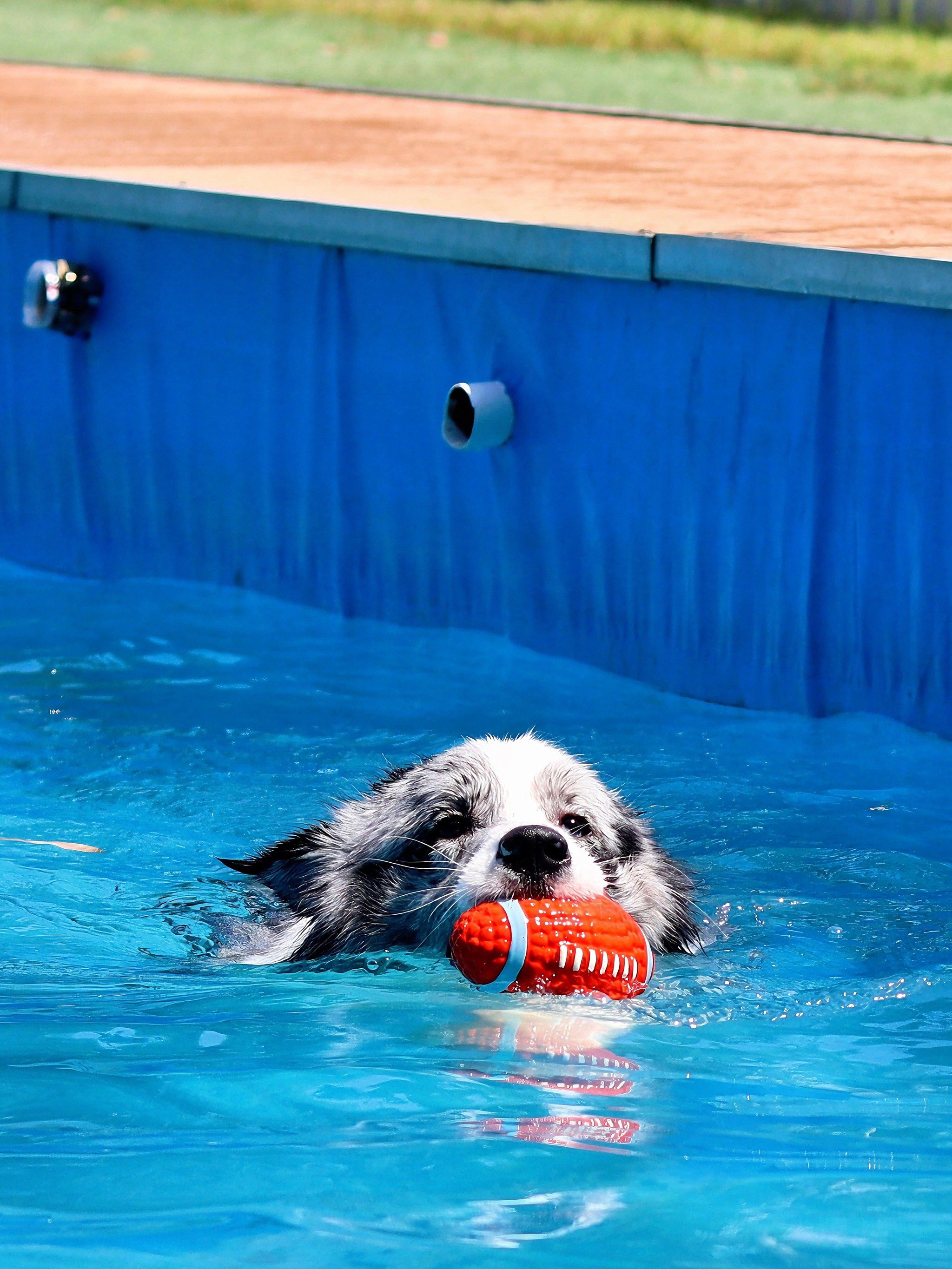 游泳池里的萌宠陪练
