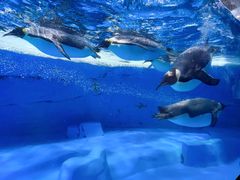 -海合安成都极地海洋公园