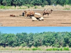 -齐齐哈尔龙沙动植物园