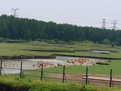 -溱湖国家湿地公园