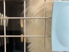 -瑞派康怡24h宠物医院·犬猫医疗中心·微创绝育(瑞景分院)