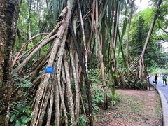 -中国科学院西双版纳热带植物园