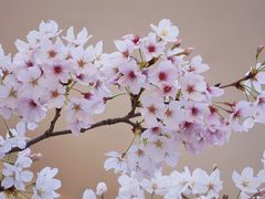 -南京东山外国语学校分校江宁区岔路学校