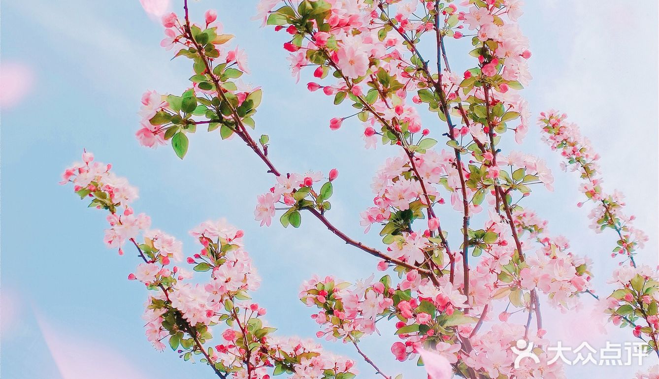 🌸随手拍，小区里的春天