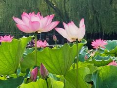 -莲花池公园