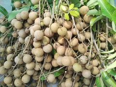 -新塘水果乐园(东洲大道店)