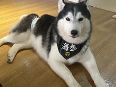 -Husky Go! 哈士奇体验馆·宠物咖啡厅狗咖