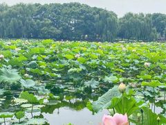 -荷塘月色湿地公园·向阳花洲