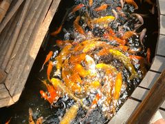 -上海大自然野生昆虫馆(东方明珠·爬宠昆虫探索中心)