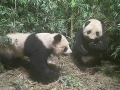 -昆明动物博物馆