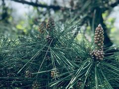 -广富林郊野公园