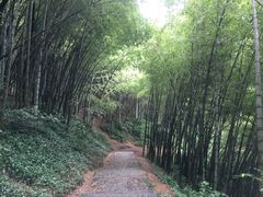 -西湖风景区十里琅珰-五云山
