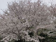 -苏州上方山国家森林公园