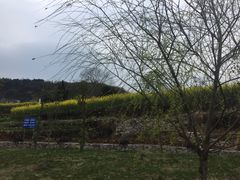 -桑洲油菜花景区