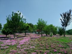 -大塘金香草谷