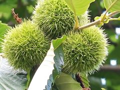 -洛龙公园