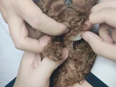 -宠颐生宠物医院·心肾内科·猫专科诊疗中心宠巢店