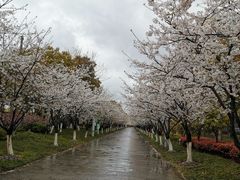 -高东镇樱花园