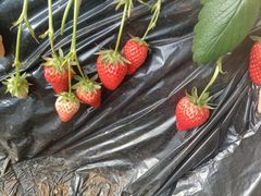 -昌平兴寿秀秀草莓采摘园
