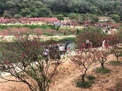 -南国桃园旅游度假区